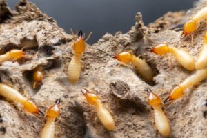 Group of termites eating wood.